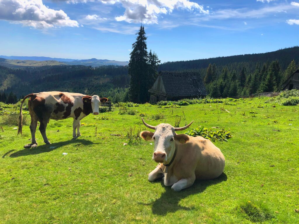 Travel estate planning international Romanian countryside cows grazing traditional wooden church mountains